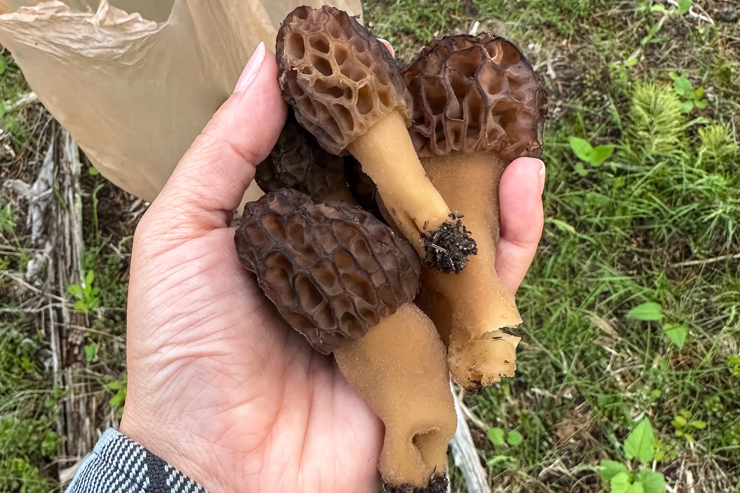 Morels