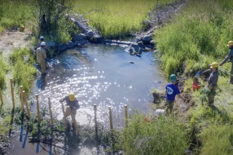 Beavers Can Do Better: Oregon Hand Crew Builds Dams to Attract Beavers for Habitat Health