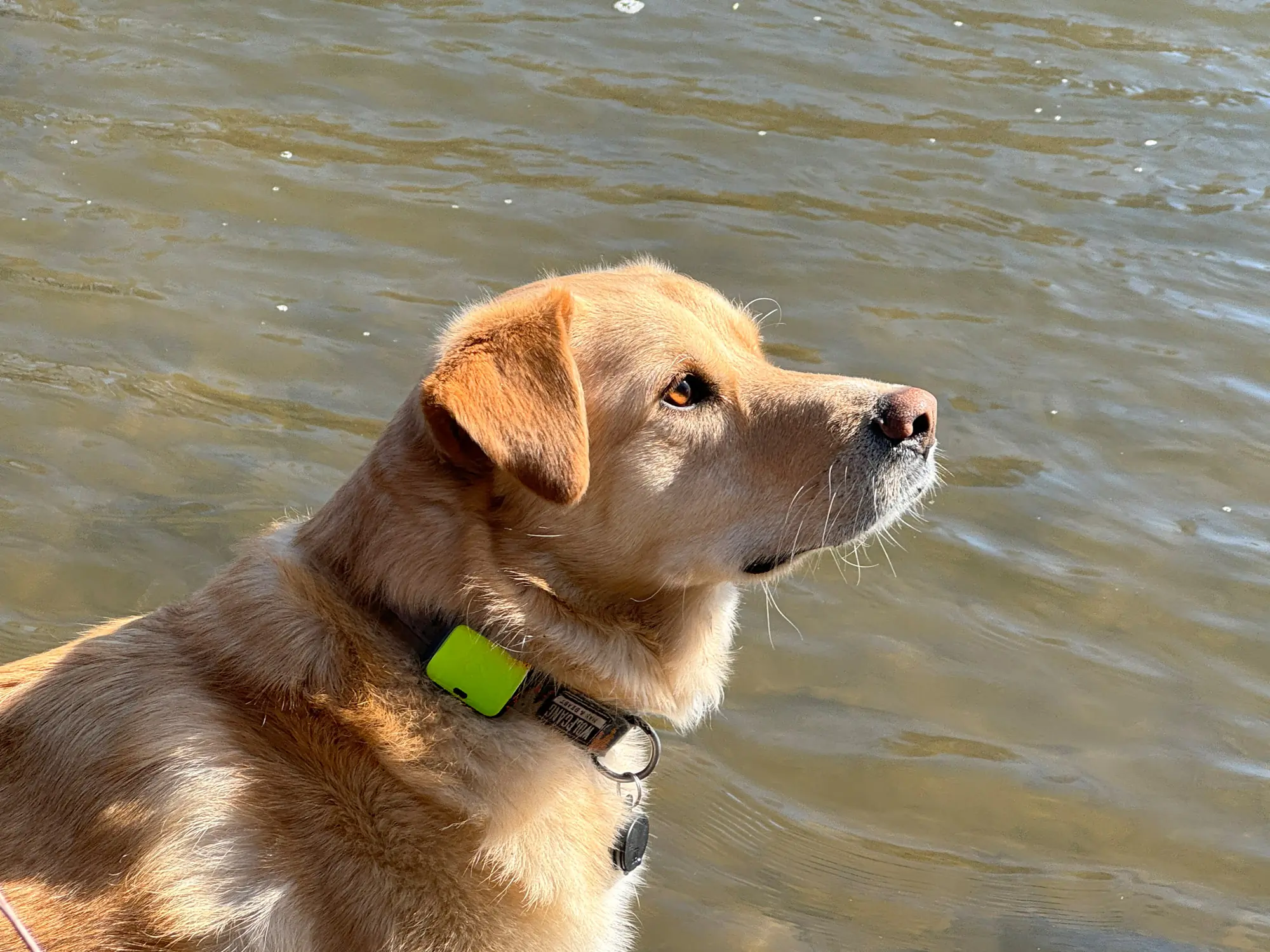 best dog GPS trackers