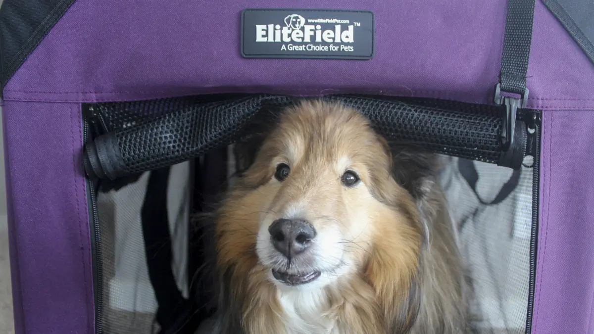 How Should a Dog Fit in a Crate: Ultimate Comfort Guide