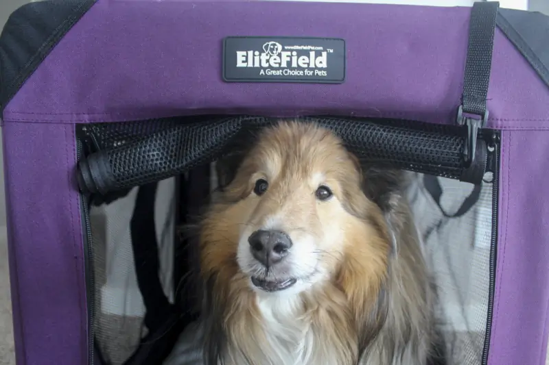 The Best Dog Crates of 2025