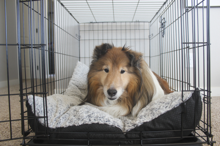 best dog crates 