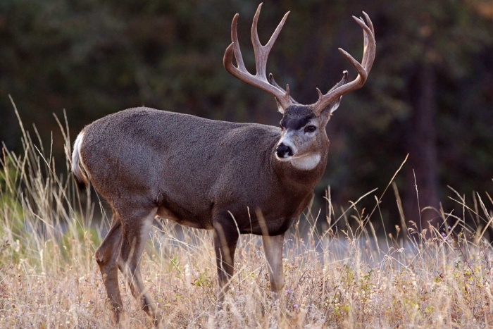 trophy mule deer