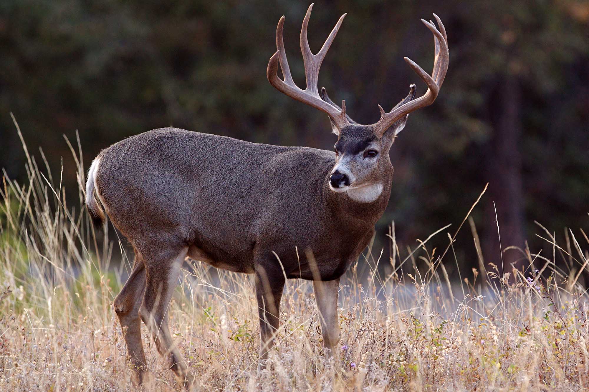 trophy mule deer