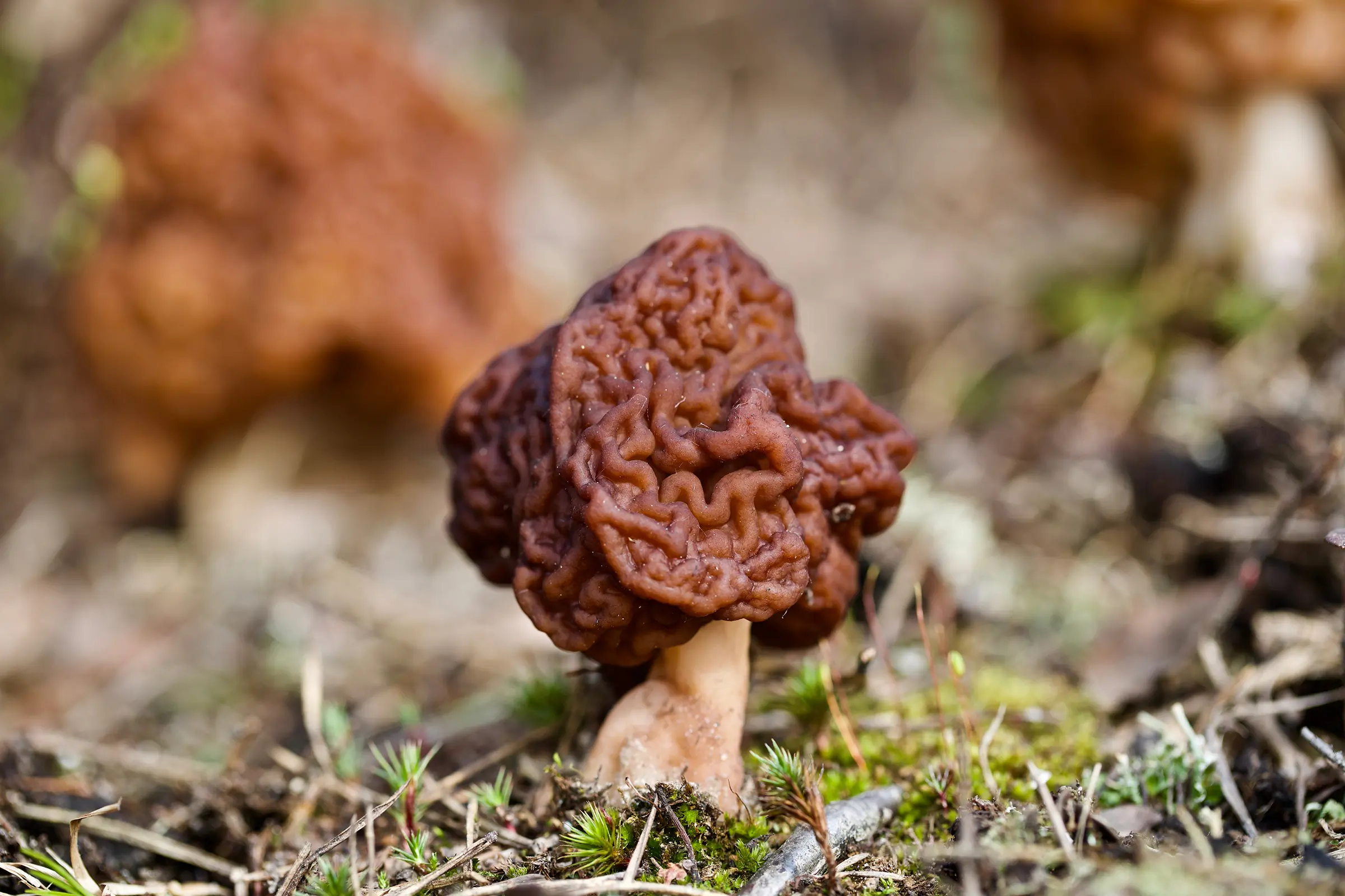 Gyromitra esculenta
