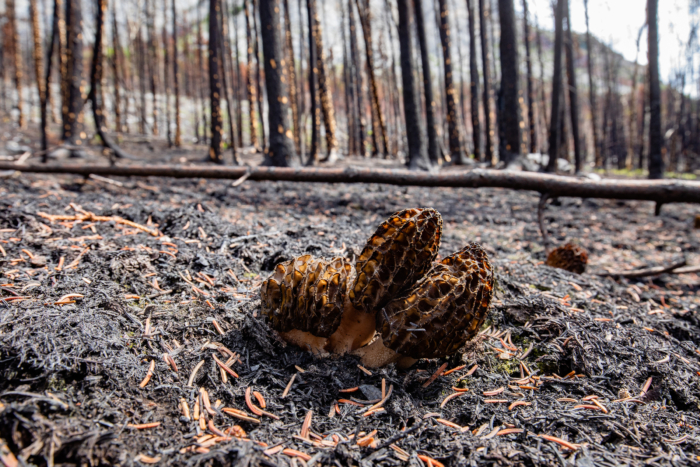 Burn Morels