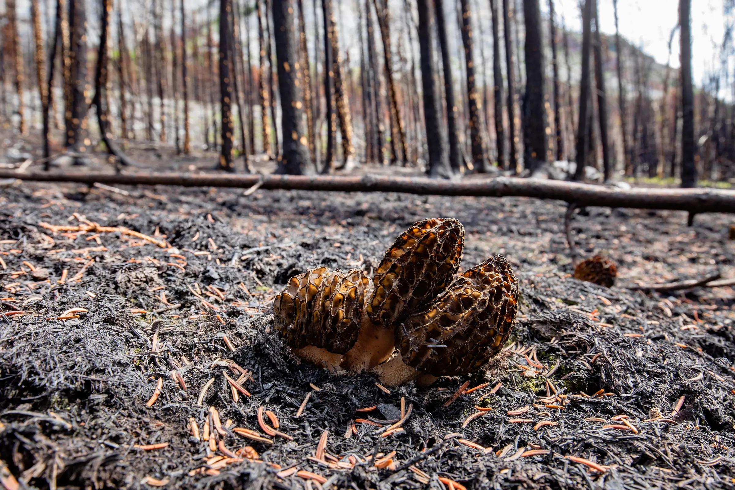 Burn Morels
