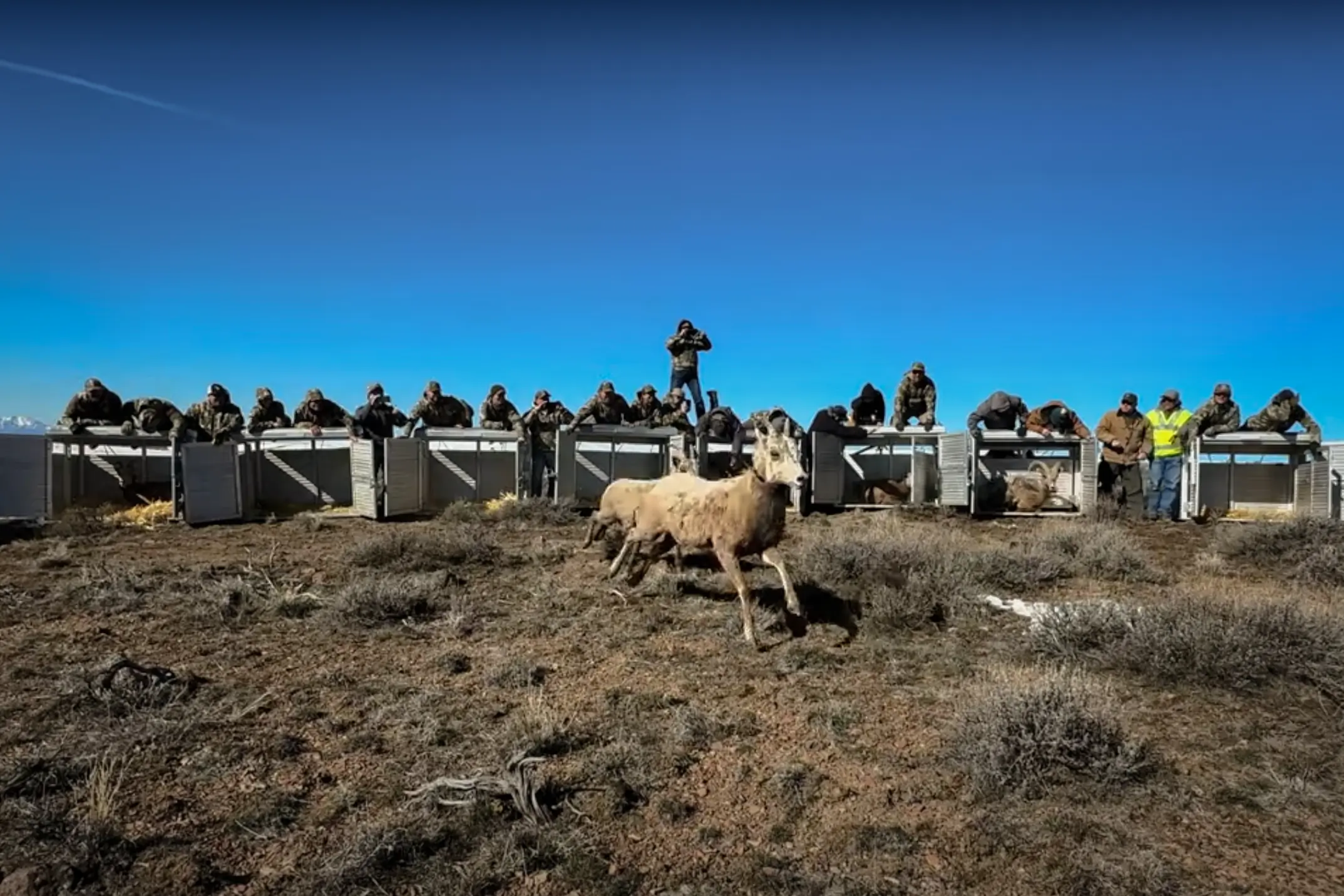 Putting Desert Sheep Back Where They Belong: KUIU Conservation Direct