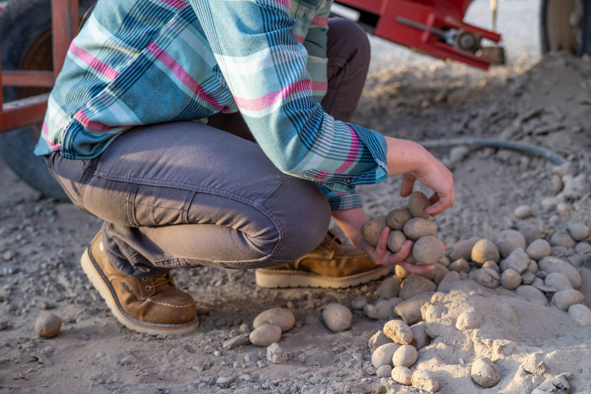 The author leans down to pick potatoes from the ground