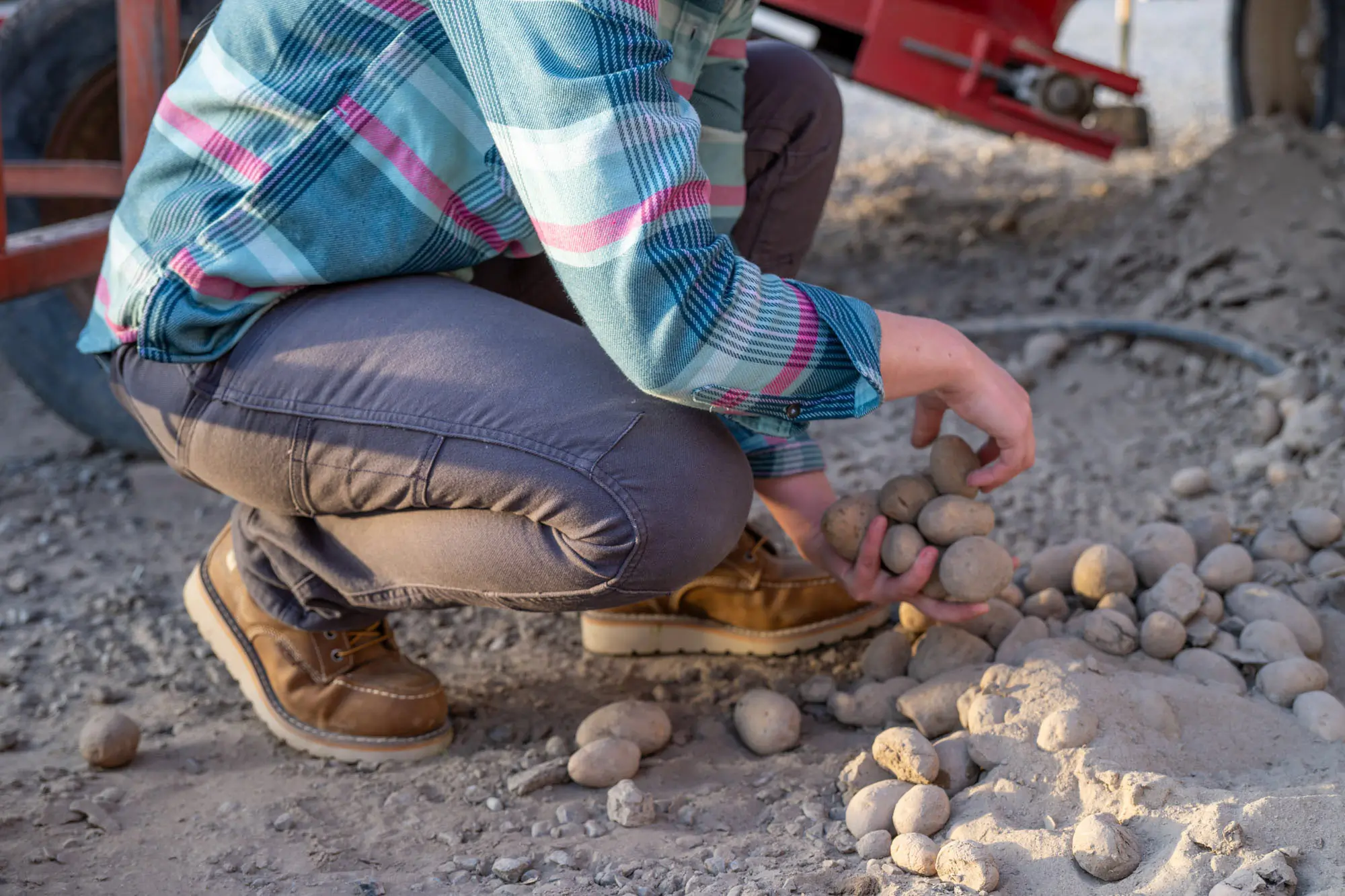 The author leans down to pick potatoes from the ground