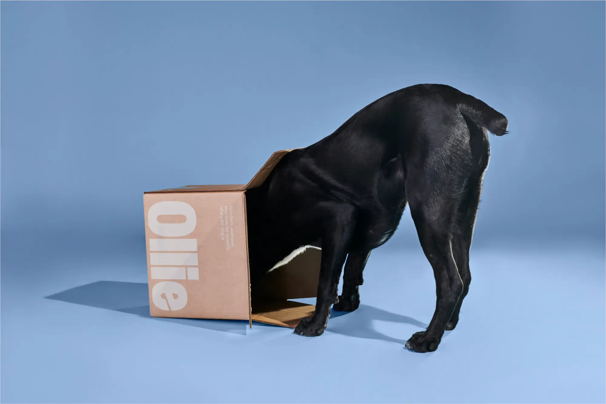 Meet Ollie: Dog Food Made Fresh, Delivered to Your Door