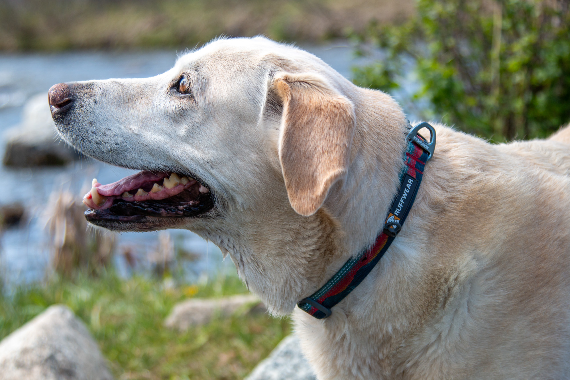 The Ruffwear Crag Reflective Collar is our top pick; (photo/Elk Raven Photography)