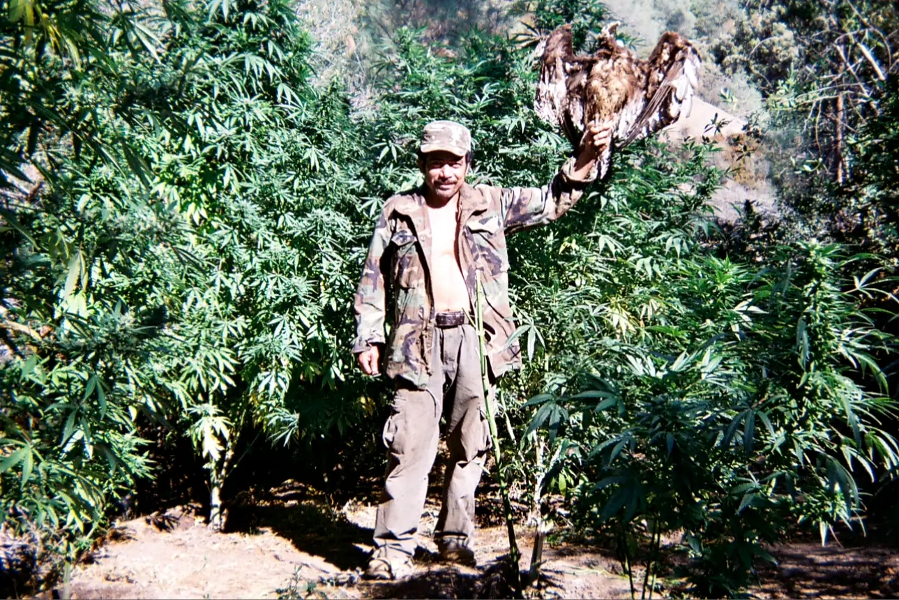 Illegal cartel cannabis grows on public lands