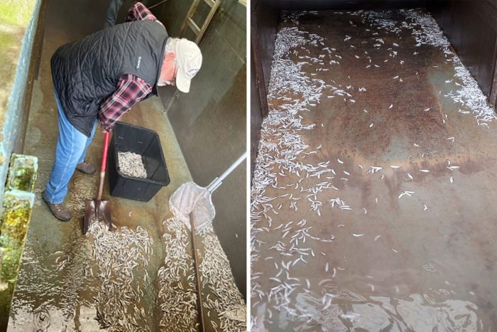 salmon hatchery poisoning