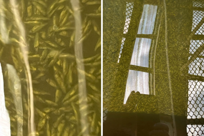 salmon hatchery poisoning