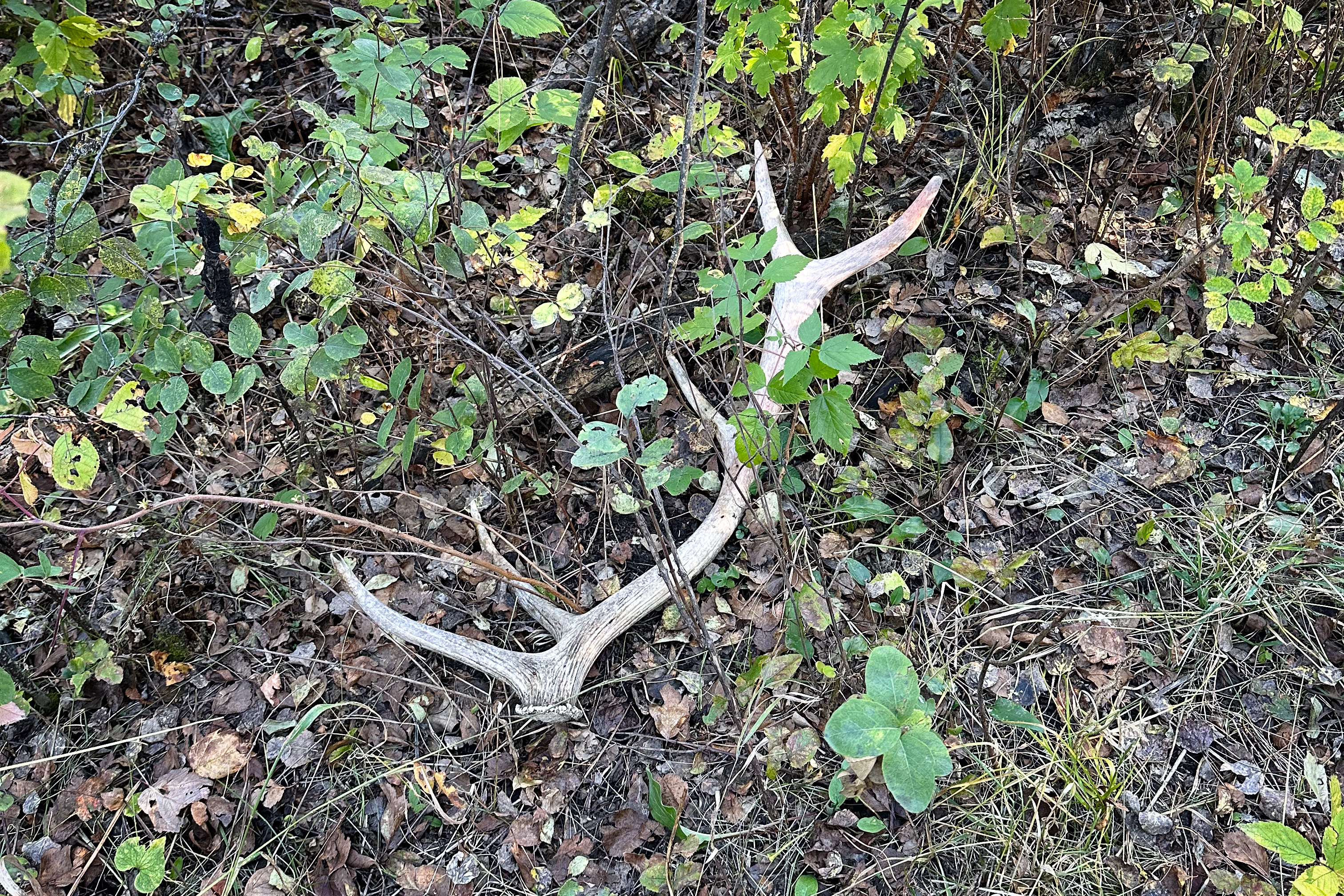 Elk Shed Antler