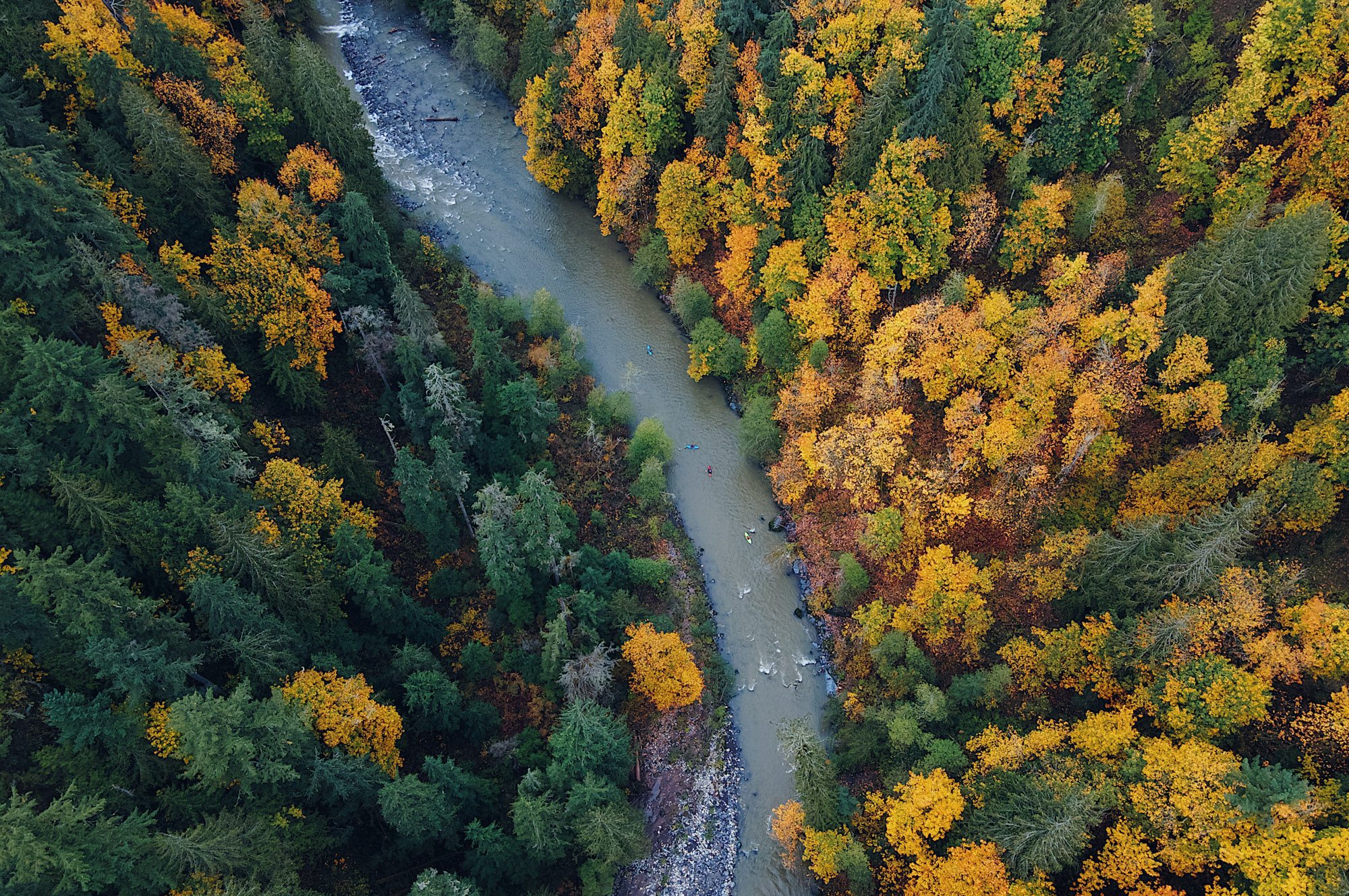 An overhead image of four kayakers in a remote river in Western Washington