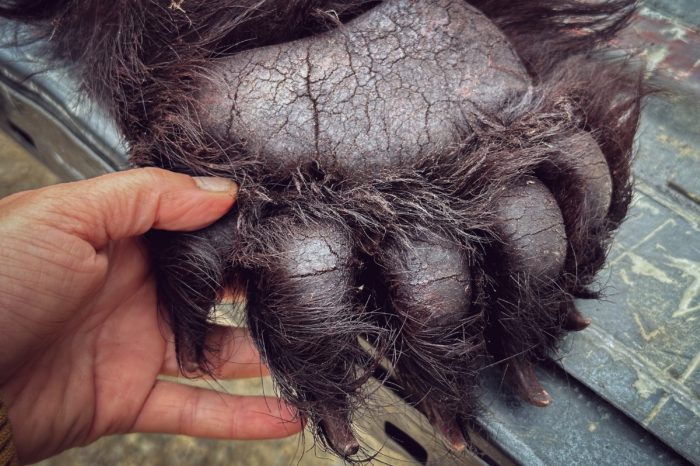 Bear Paw