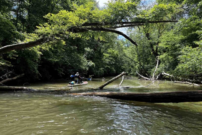 ISLE Switch Pro fallen tree 2