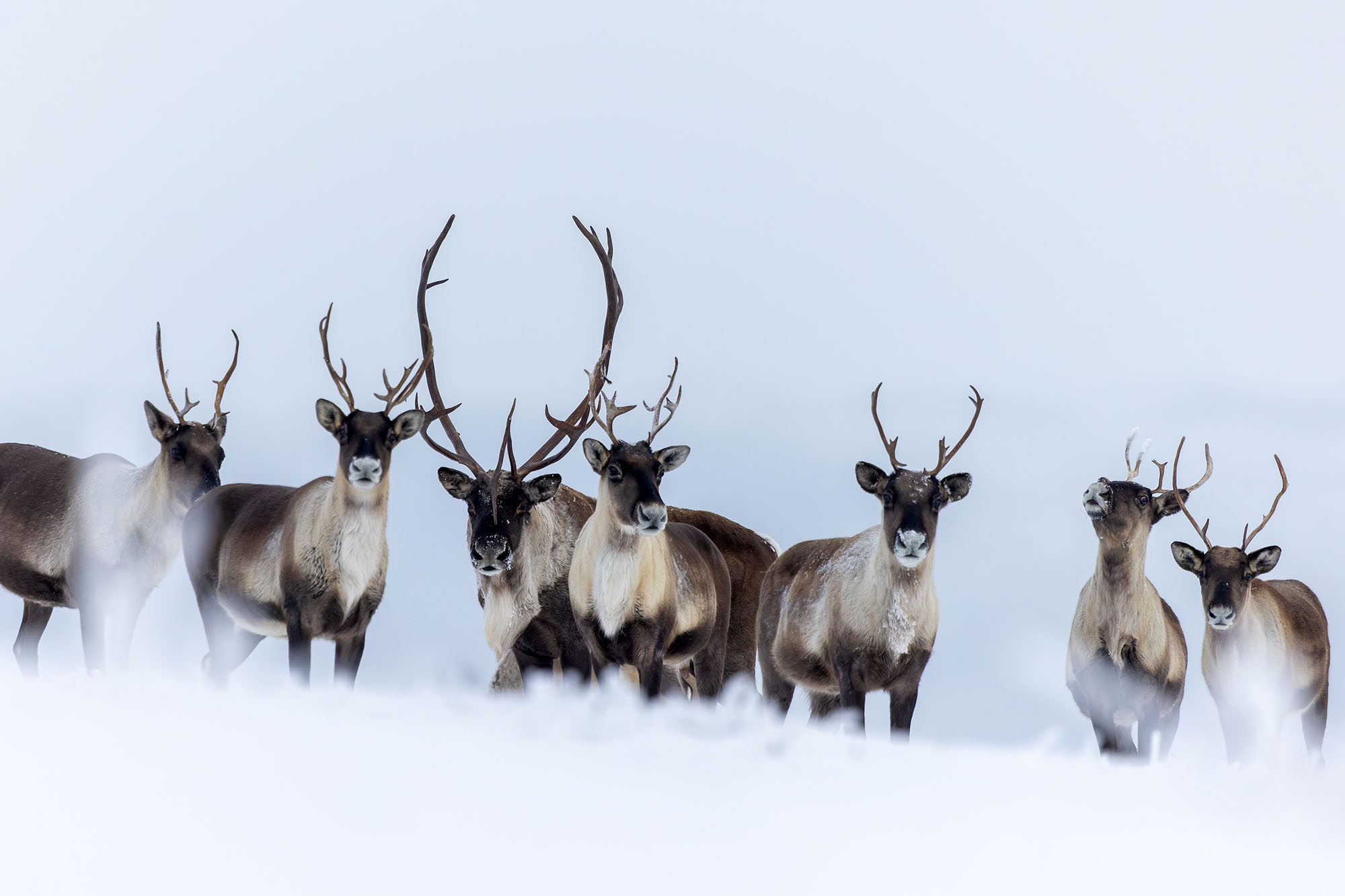 Herd of Caribou in the snow