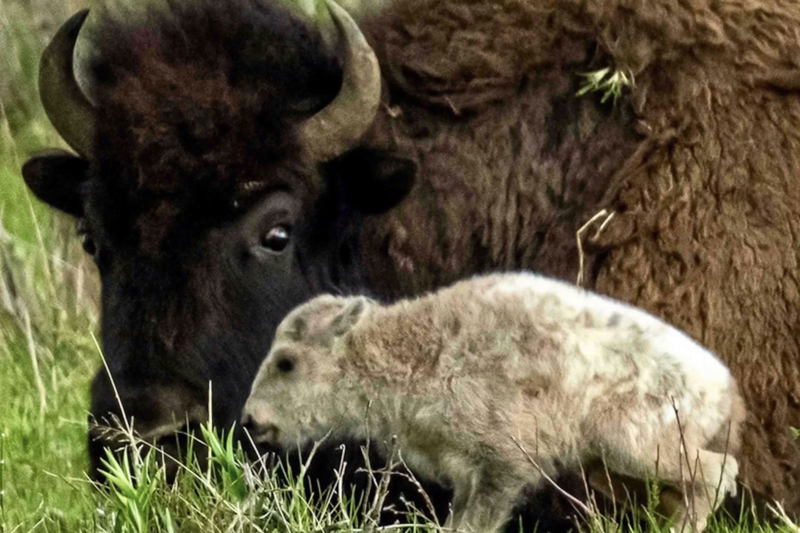 Extremely Rare White Bison Born in Yellowstone National Park