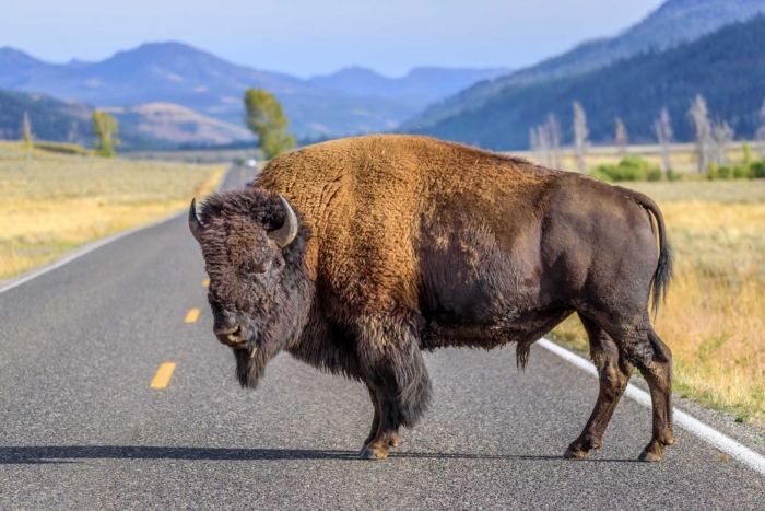 bison blocks road