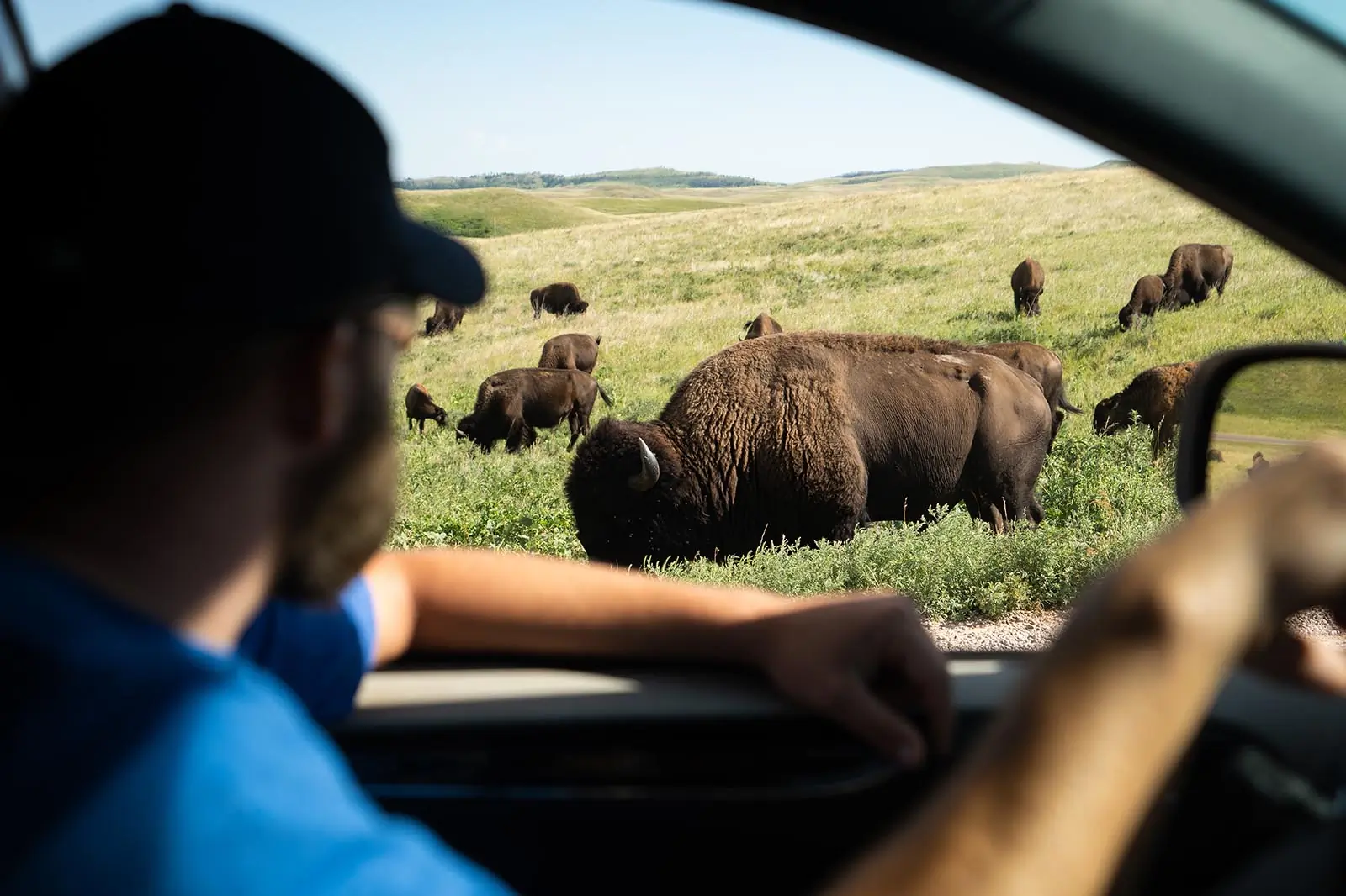 Watching,Bison,From,Car,Window