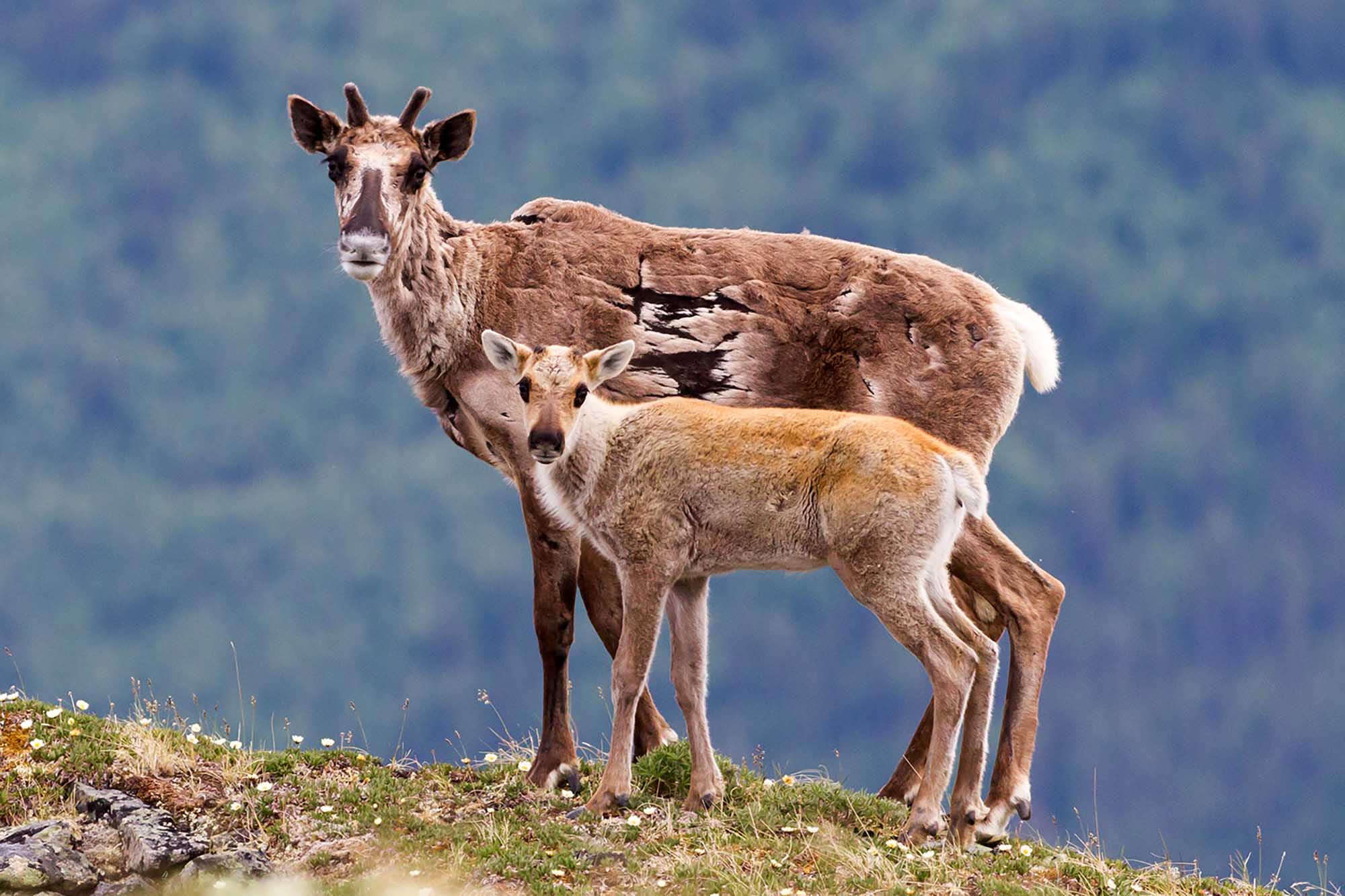 Female And Calf Caribou On Alpine Tundra In Yukon Canada