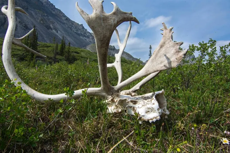 Alaska Kills Nearly 100 Bears, Wolves by Helicopter in Effort to Bolster Caribou Populations