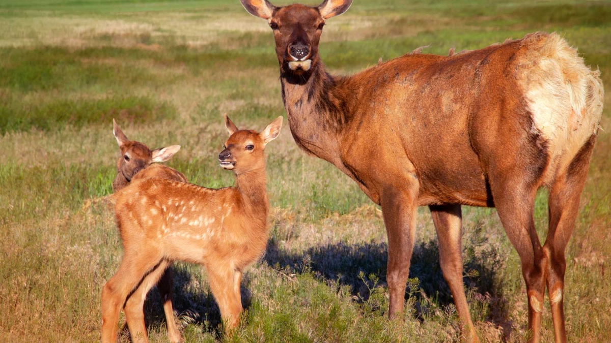 elk calves and mother elk