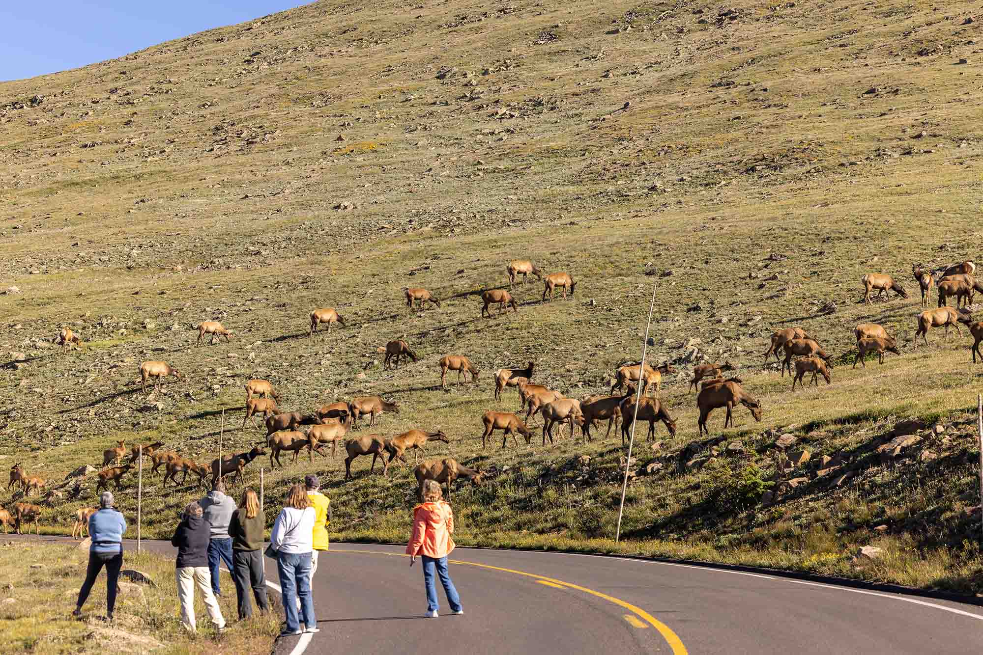 Elk heard in Rocky Mountain National Park