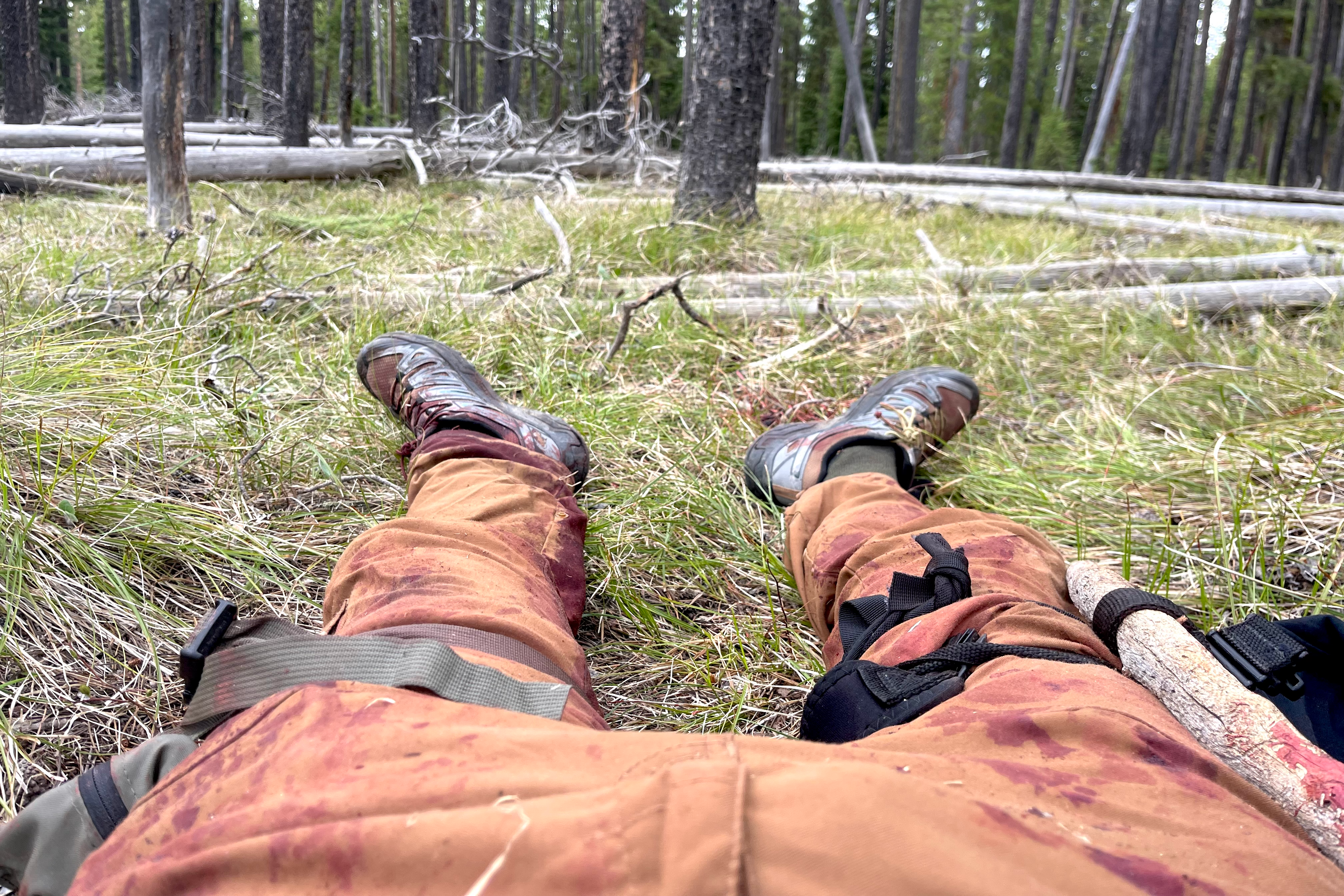 grizzly bear attack shayne patrick teton national park wyoming