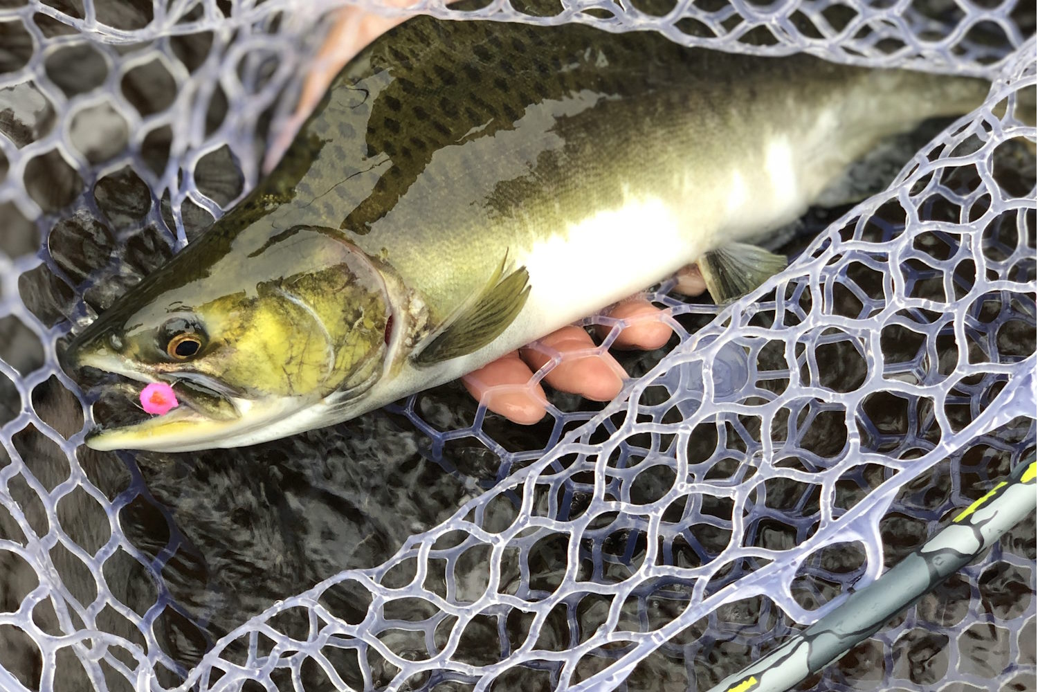 Close-up of a pink salmon