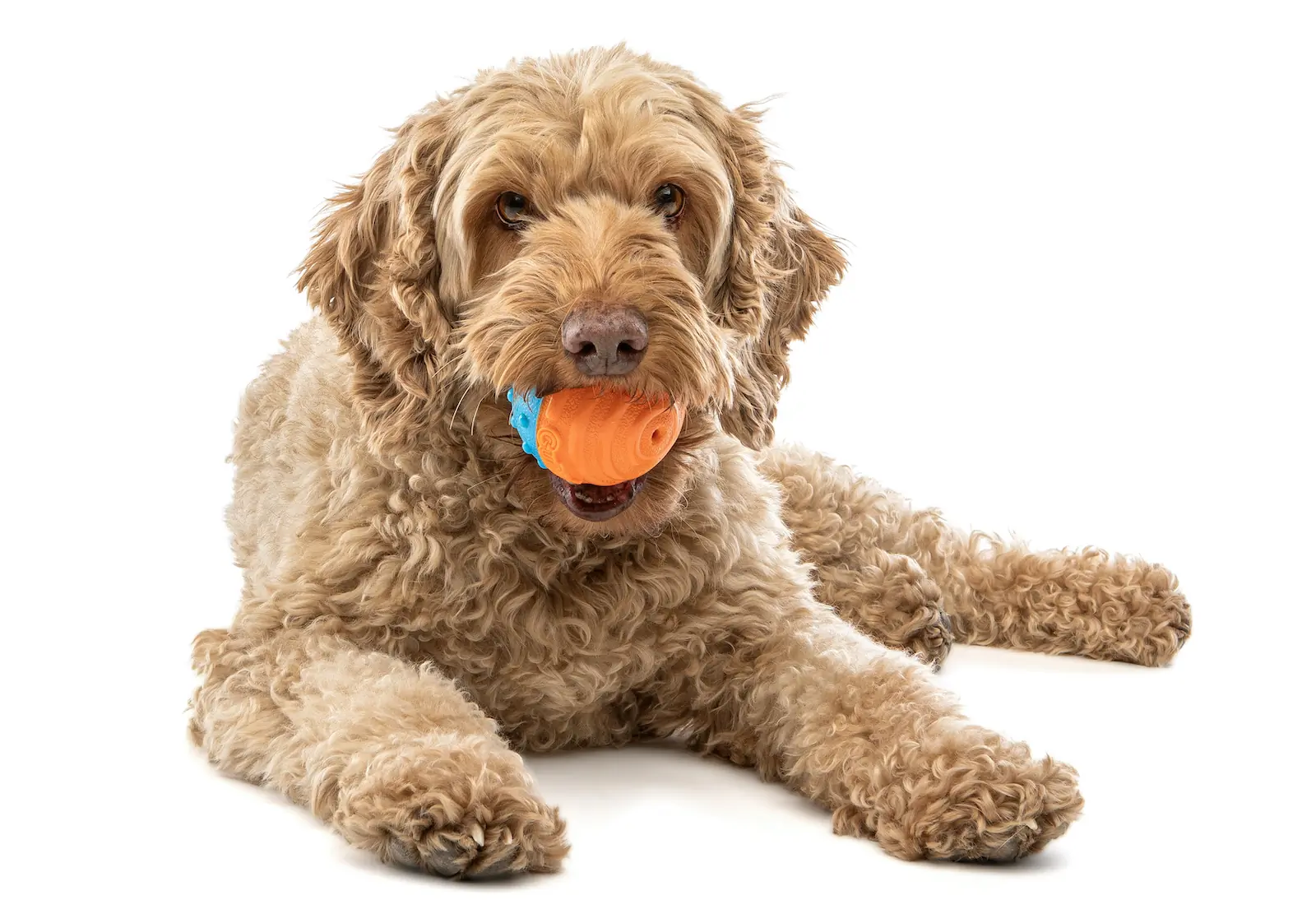 Boredom Busters to Puzzle Masters: GURU’s Top Toys for Happy Dogs