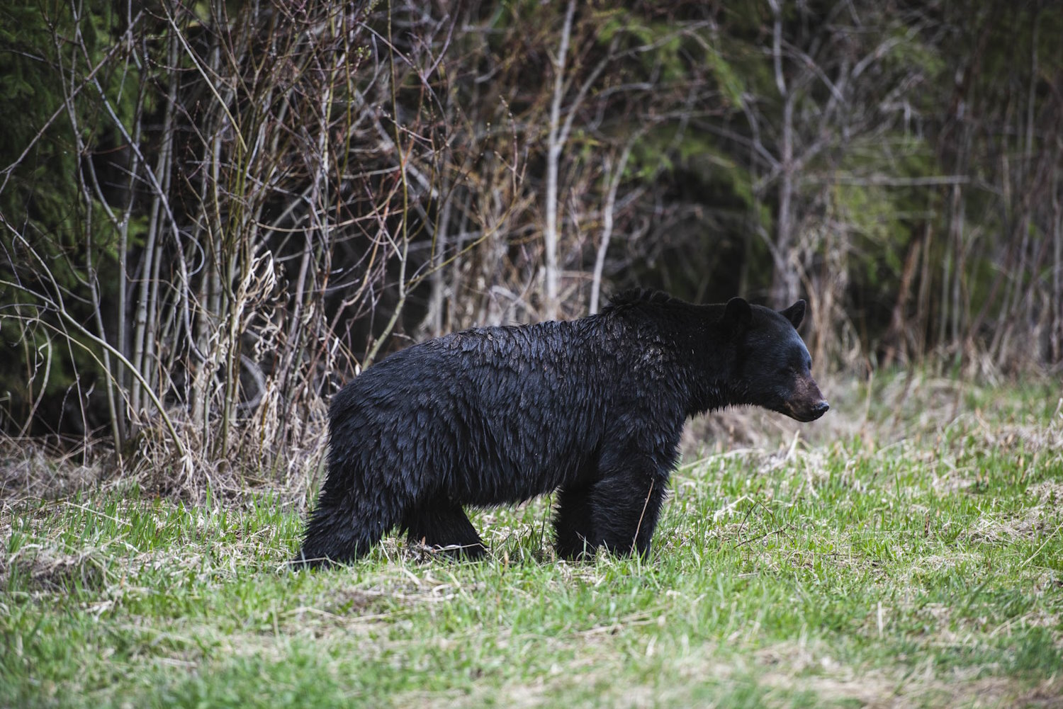A black bear walking through a grassy clearing