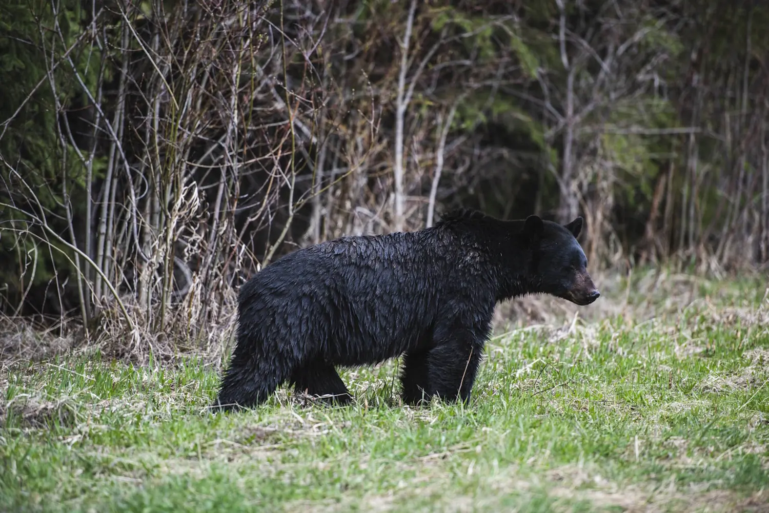 A black bear walking through a grassy clearing