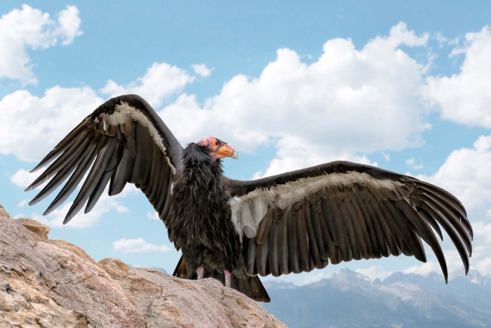 california condor