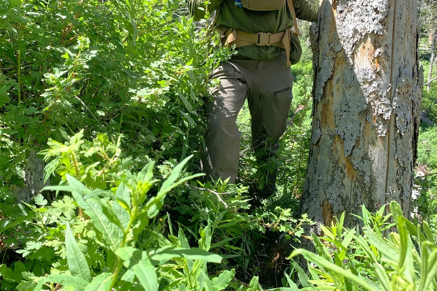 Person hiking through thick underbrush and greenery in KUIU PRO Women's Brush Pants