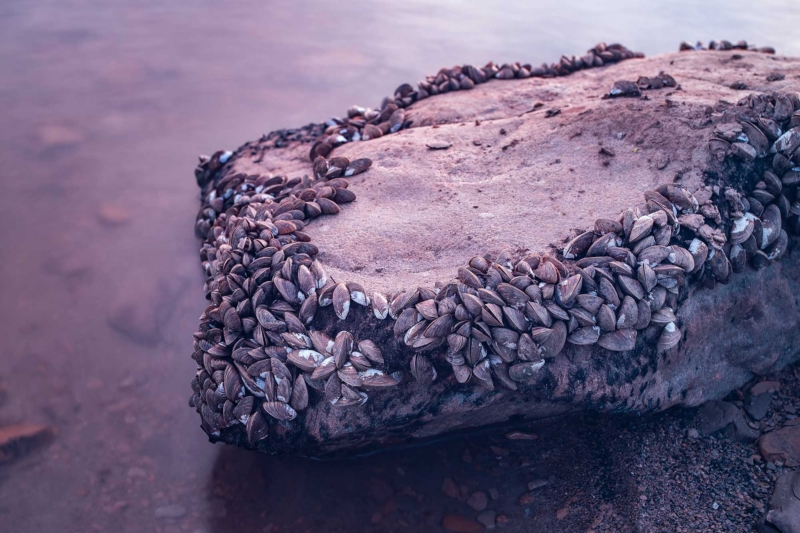 ‘Devastating’: Invasive Zebra Mussels Found in Colorado River