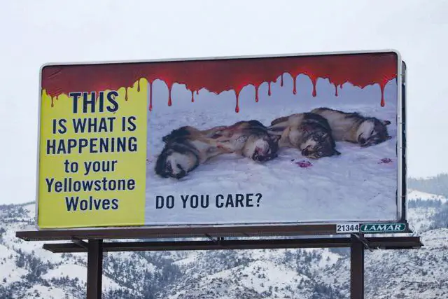 Wolf Billboard
