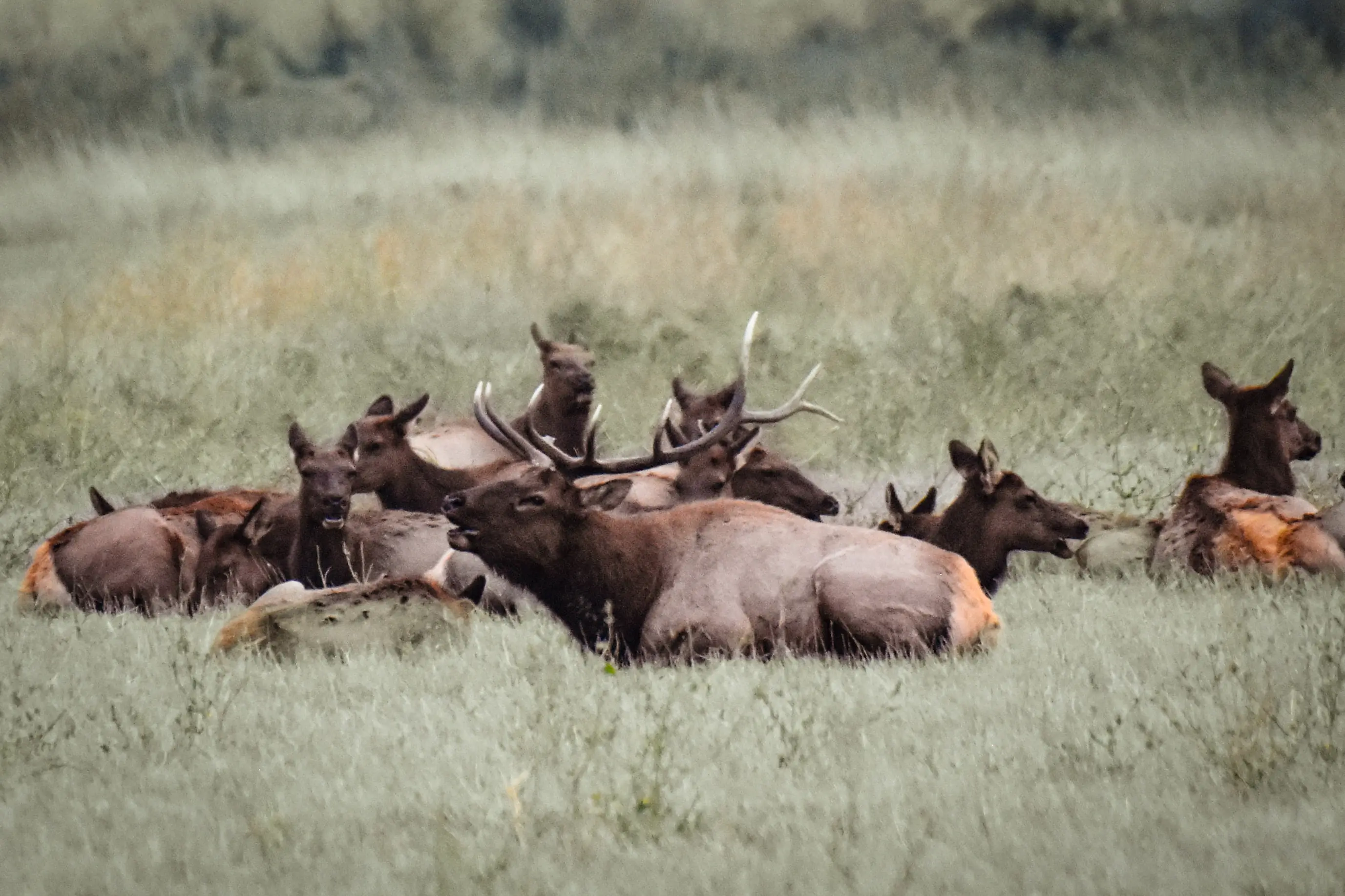 Bull Elk Bugling with Cows