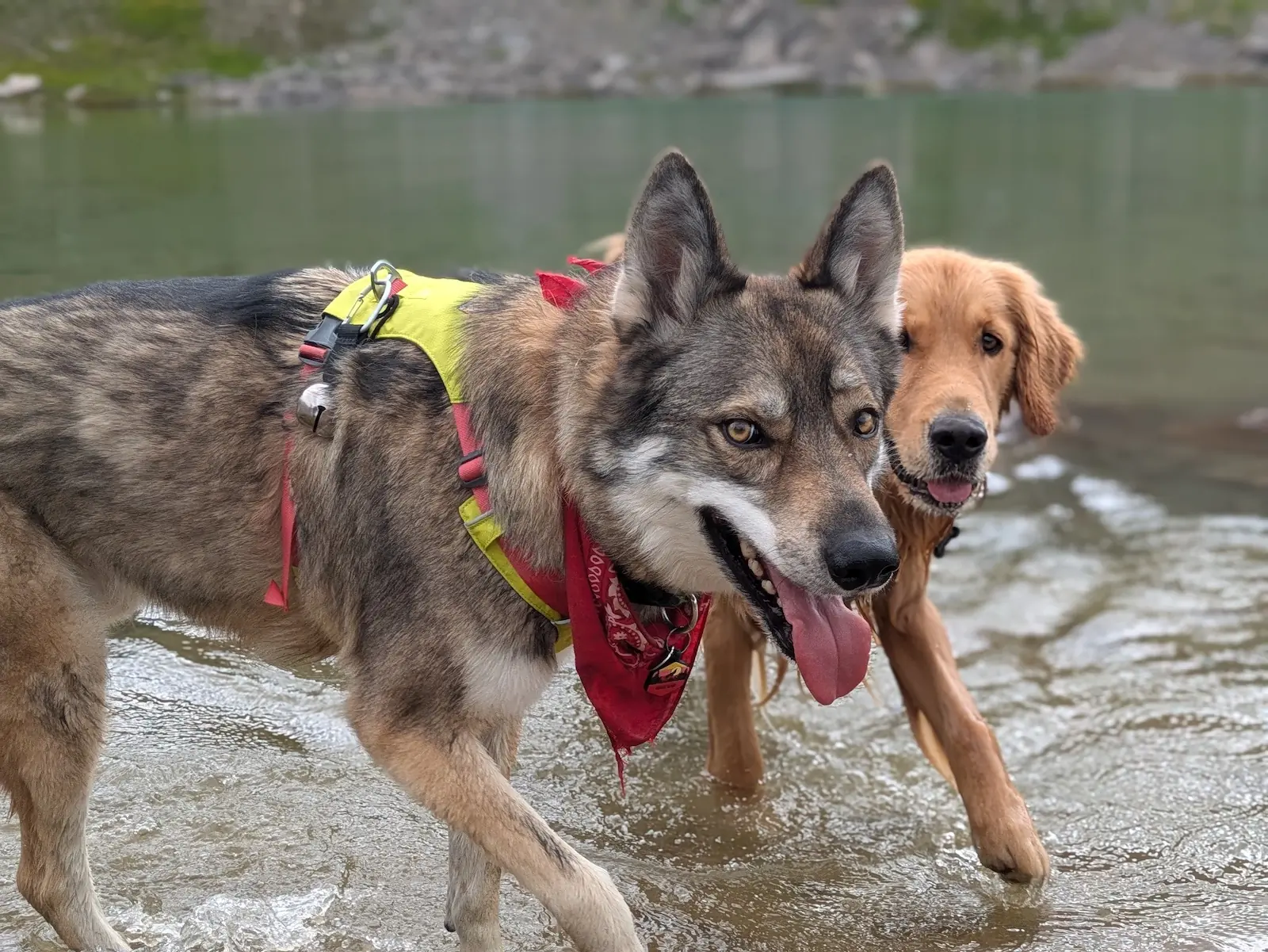 Ruffwear Press Paws