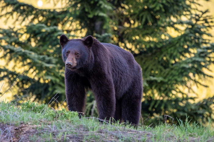 black bear canada whistler