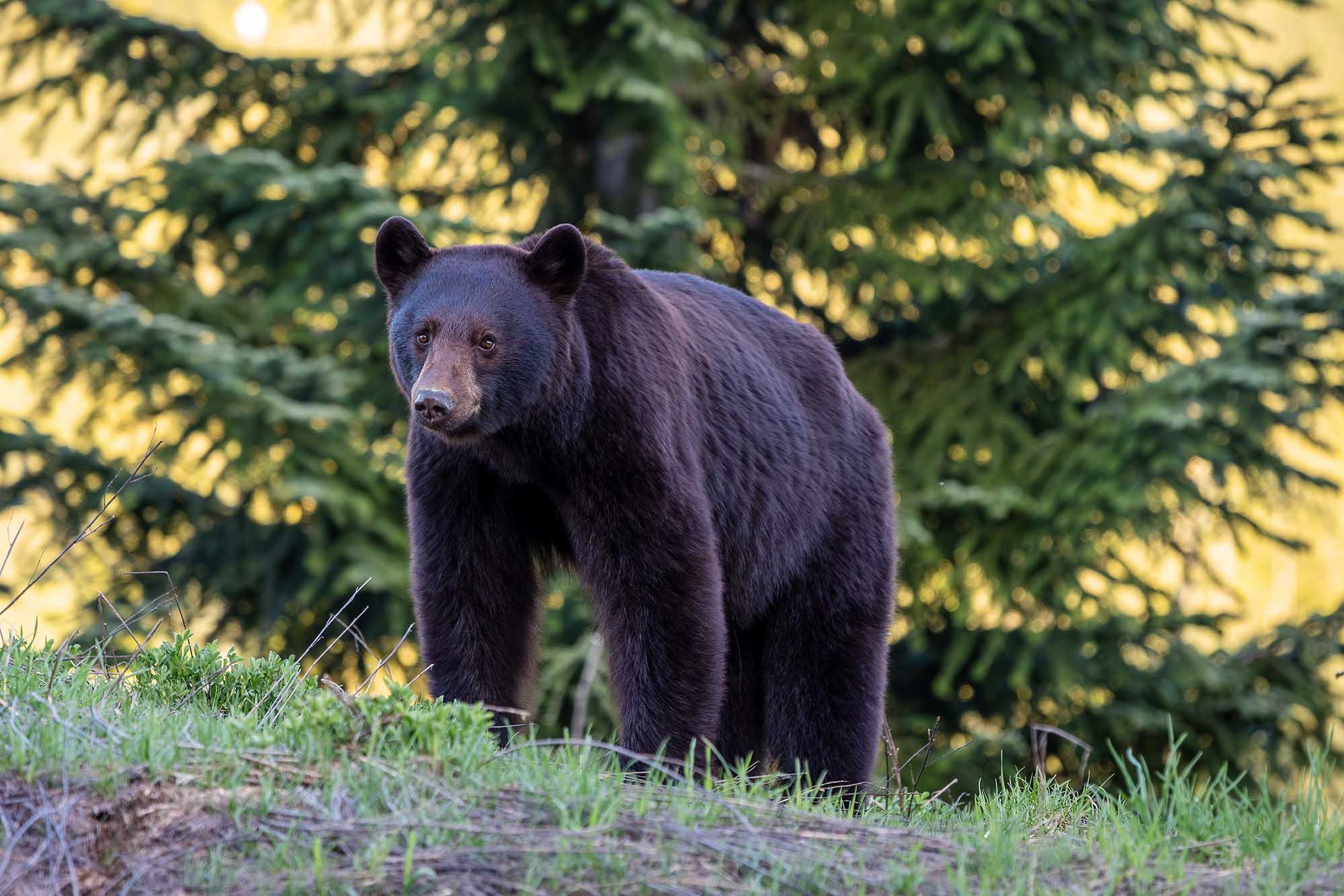 black bear canada whistler