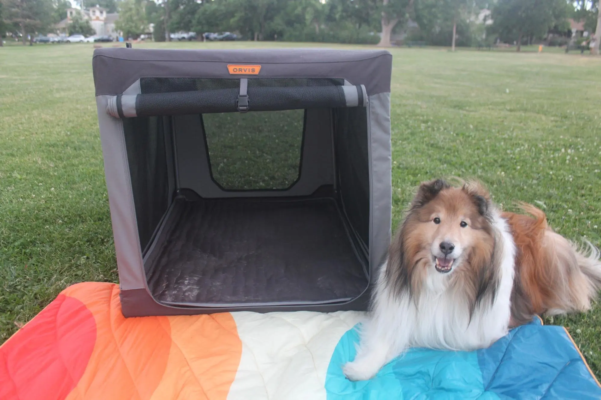 Dog sitting beside an Orvis Tough Trail Folding Crate in a grassy park
