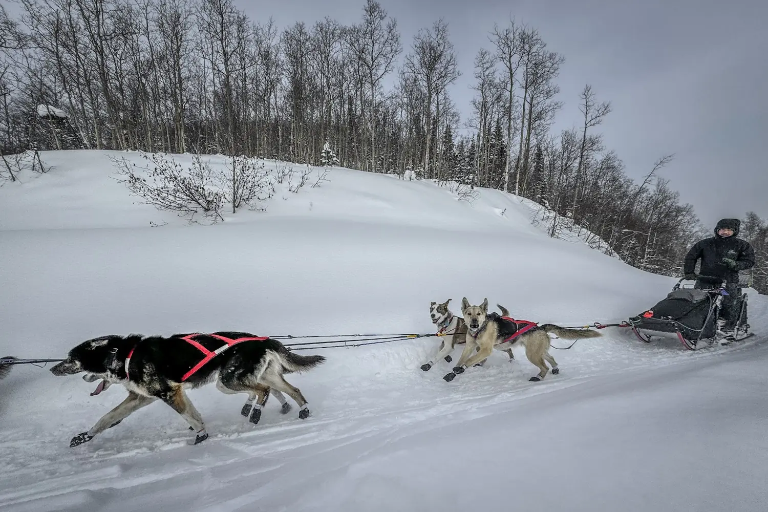 A musher guides a dog sled team through a snowy forest trail