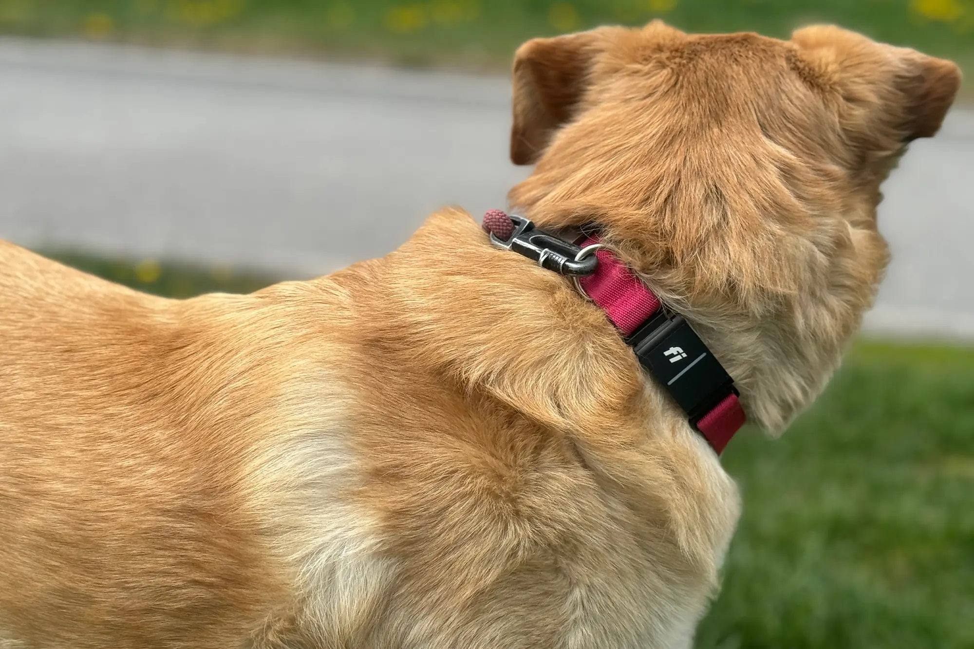 dog wearing fi series 3 smart dog collar