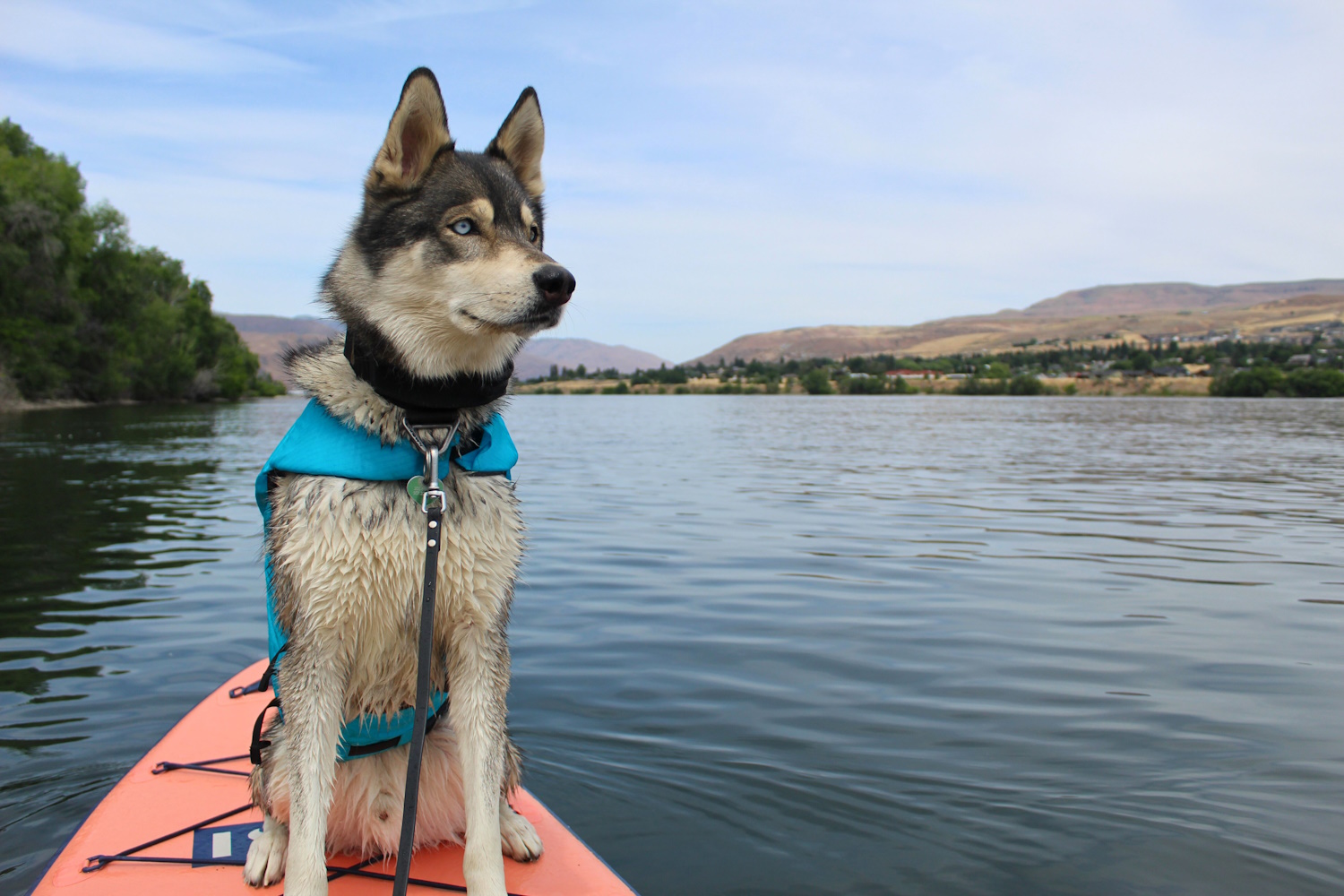 A husky wearing the NRS CFD while paddle boarding on the Columbia River
