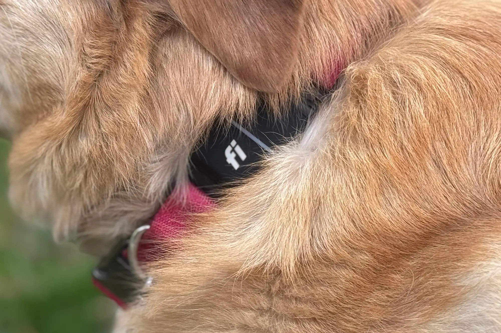 close up fi series 3 dog tracker collar