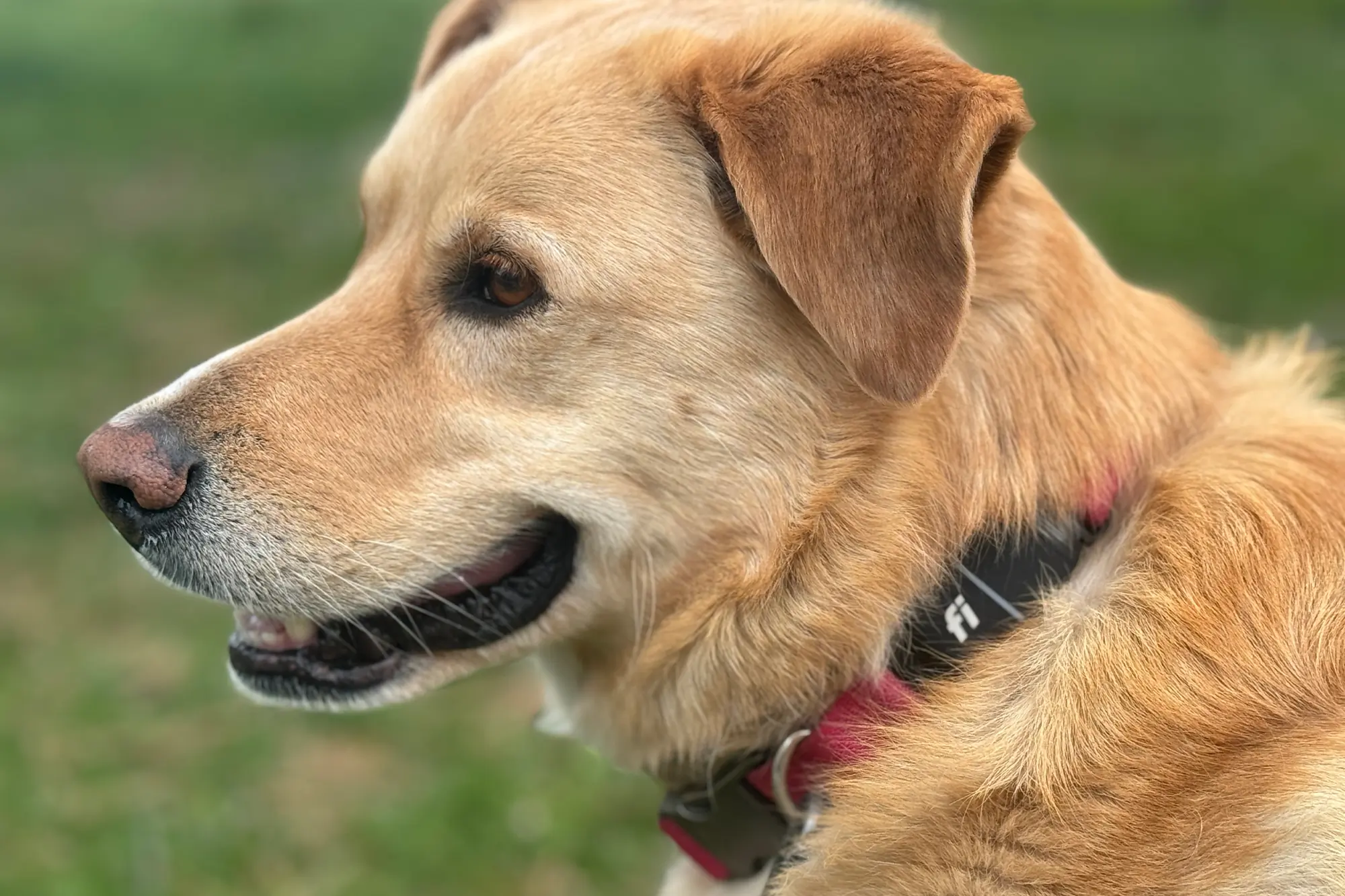 close up of the dog hear wearing fi series 3 gps tracking collar